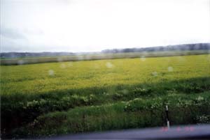 Это поле мы снимали из автобуса, пока ехали из Лапенранты в Хельсинки